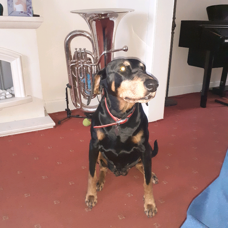 what happens when a cat gets spayed